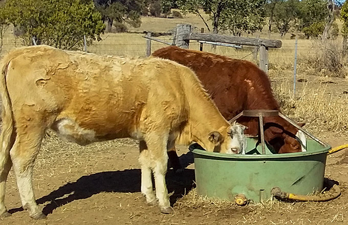 Auscrimper’s innovative livestock medicator trailer